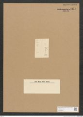 Diatomeae indet. Zeichnungen Sammlung Grunow Nr. 2471 (NHMW-BOT-W0369646)